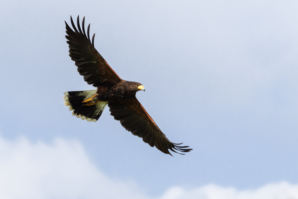 hawk