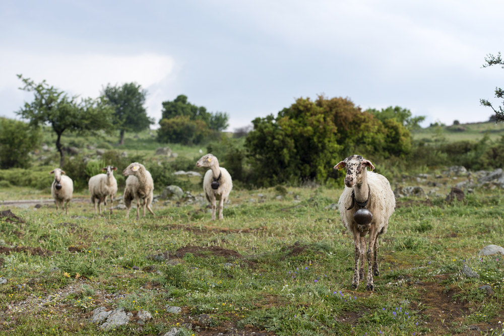 Herd Mentality